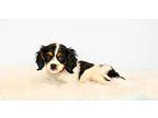 Cecelia Cavalier King Charles Spaniel Puppy Female