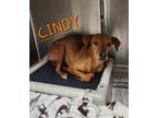 Cindy* Ask about me, I'm in a foster home! Chihuahua Adult Female