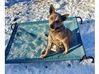 Sylvie Australian Cattle Dog Senior Female