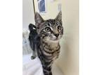 Finn Domestic Shorthair Kitten Male