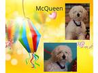 McQueen Poodle (Miniature) Young Male