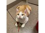 Hunter Domestic Shorthair Young Male