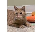 Ollie Domestic Shorthair Young Male