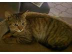 Foxy Domestic Shorthair Kitten Female