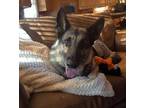 SAMMI German Shepherd Dog Adult Female