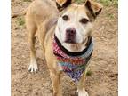 Adopt Mudd $25 a American Staffordshire Terrier, Mixed Breed