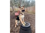 Aslan German Shepherd Dog Adult Male