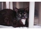 71680a Boots-Pounce Cat Cafe Domestic Shorthair Adult Male