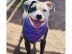 Adopt Emily $25 a Staffordshire Bull Terrier, Mixed Breed