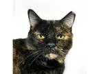 Juliet Domestic Shorthair Senior Female