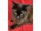 Olive Domestic Longhair Young Female