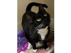 71903A Socks-Pounce Cat Cafe Domestic Shorthair Adult Female