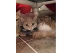 Yzma Domestic Shorthair Young Female