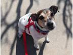 Winston Jack Russell Terrier Adult Male
