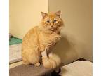 Cheesy Puff - gentle Persian Adult Male