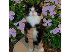Periwinkle S-Pending Adoption Domestic Shorthair Kitten Female