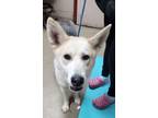 Adopt Lena a German Shepherd Dog, Siberian Husky