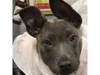 Adopt Lila a Pit Bull Terrier