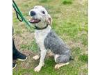 Adopt Jazzi $495 a Old English Sheepdog