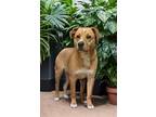 Adopt Harley a Labrador Retriever, Mixed Breed