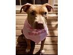 Adopt Precious a American Staffordshire Terrier, Mixed Breed