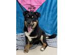 Adopt VERONICA (IN FOSTER) a German Shepherd Dog, Mixed Breed