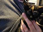 Padma Domestic Shorthair Kitten Female