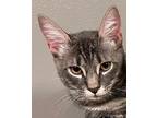 Jerry Domestic Shorthair Young Male
