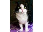 Patches Domestic Shorthair Senior Male