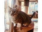 Buttercup 1 Domestic Shorthair Young Female