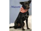 Mason (D24-005) Australian Cattle Dog Puppy Male