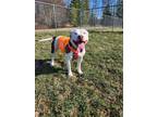 Icicle American Pit Bull Terrier Adult Female