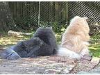 Blue & Whit Chow Chow Adult Male
