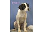 Venti (D24-009) Pointer Puppy Female