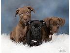 Puppy 1, 2, 3 Italian Greyhound Puppy Male
