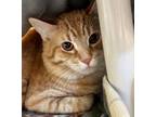 Love Domestic Shorthair Young Male