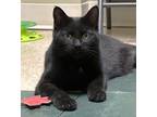 Andy Domestic Shorthair Adult Male