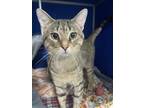 Tiger Domestic Shorthair Adult Male