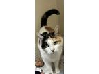 71905A Snickers-Pounce Cat Cafe Domestic Shorthair Adult Female