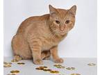 Rusty Domestic Shorthair Adult Male