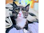 Cosmo Domestic Shorthair Kitten Male