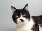 Joey Domestic Shorthair Adult Male