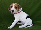 Falcon Treeing Walker Coonhound Puppy Female