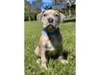 DAMIAN American Pit Bull Terrier Puppy Male