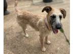 Adopt EO a Irish Wolfhound