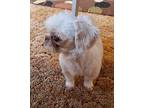 Monkey Shih Tzu Adult Female