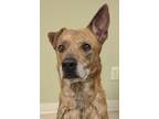 Hazel Australian Cattle Dog Adult Female