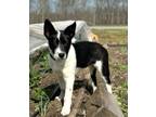 Adopt PUPPY BELIZE a Labrador Retriever, Border Collie