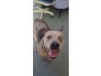 Adopt Arhena a Australian Cattle Dog / Blue Heeler