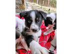 Mae Border Collie Puppy Female